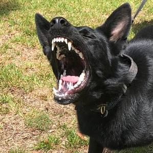 Meet your Posher, Cheyenne